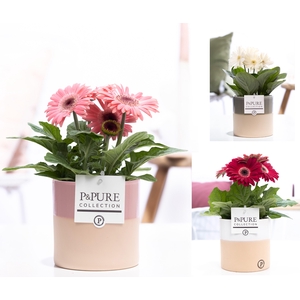 Gerbera gemengd 2+ in pot Pure Tess keramiek 3 ass