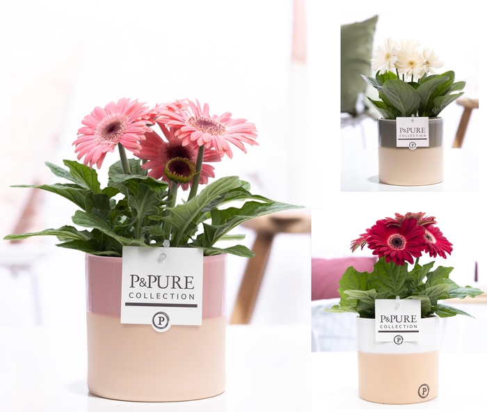 <h4>Gerbera gemengd 2+ in pot Pure Tess keramiek 3 ass</h4>
