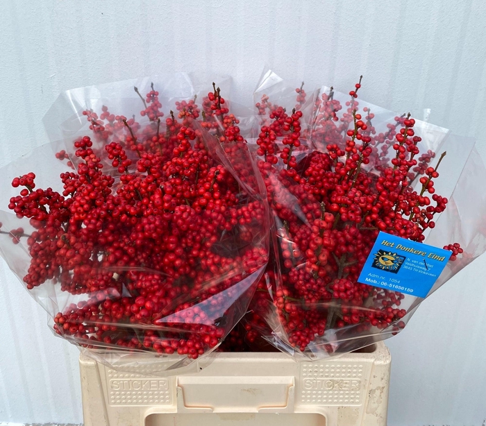 <h4>ILEX VE RODE BES</h4>