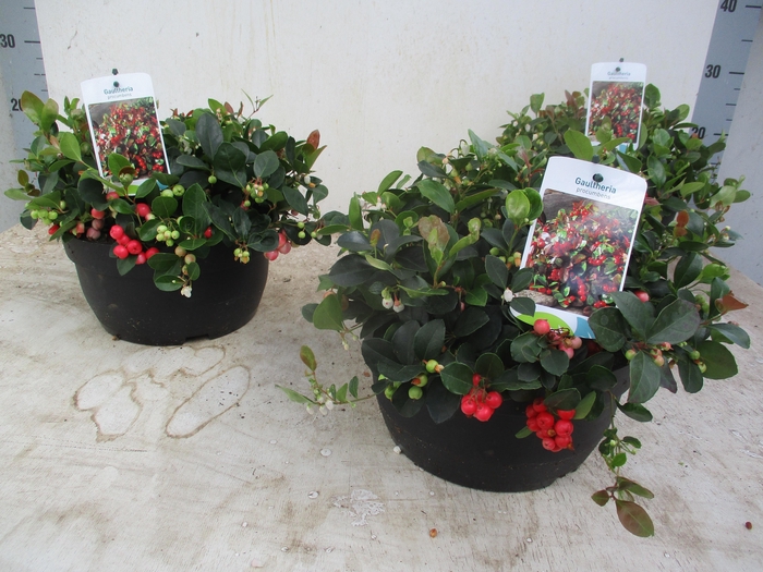 <h4>GAULTH PR BIG BERRY</h4>