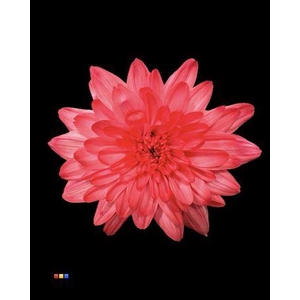 Chr T 2 Kl Baltica Hot Pink