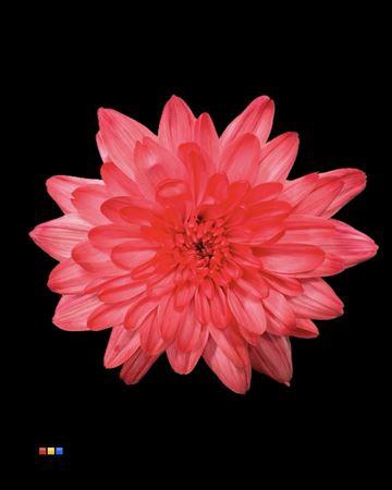 <h4>Chr T 2 Kl Baltica Hot Pink</h4>