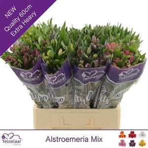 ALSTR MIX CONTAINER