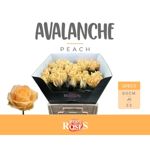 R GR AVALANCHE PEACH+