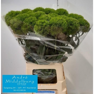 Di Barbatus Kiwi Mellow Middelburg