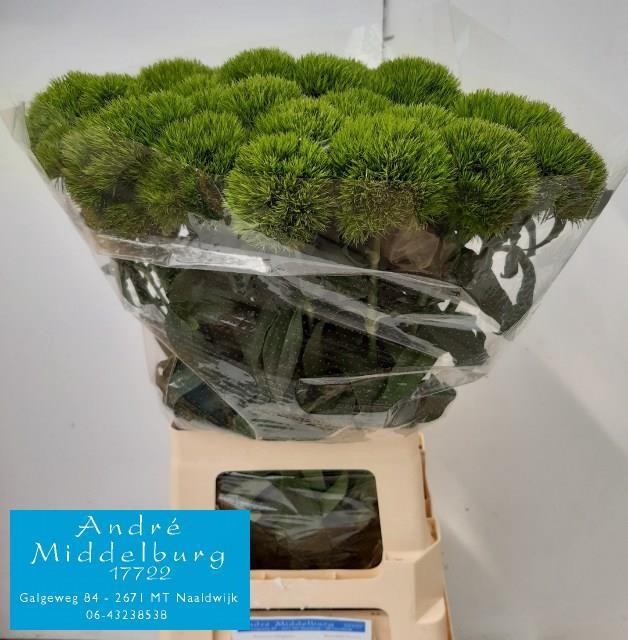 <h4>Di Barbatus Kiwi Mellow Middelburg</h4>