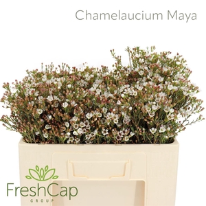 Chamelaucium 'Maya'
