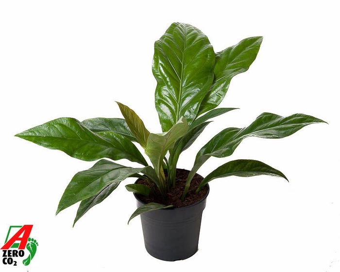 <h4>Anthurium Jungle Bush 1pp</h4>