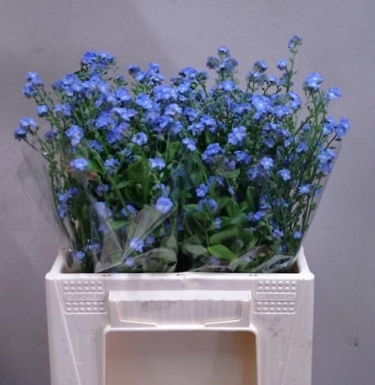 <h4>MYOS AL BLUE MEMORY</h4>