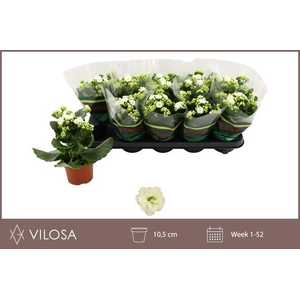 KALAN CALAN WHITE WHITES