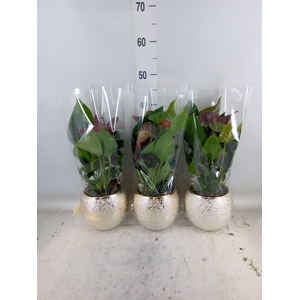 Anthurium andr. 'Essencia'