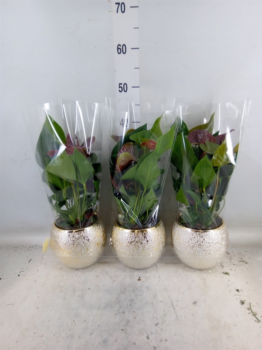 <h4>Anthurium andr. 'Essencia'</h4>