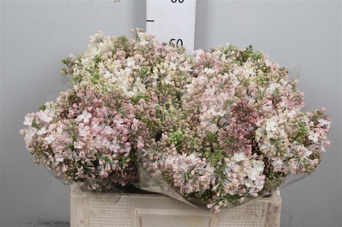 <h4>Syr Hy Maidens Blush 4+</h4>