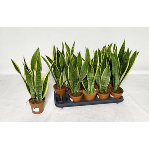 Sansevieria trifasciata Laurentii 12Ø 45cm