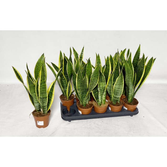 <h4>Sansevieria trifasciata Laurentii 12Ø 45cm</h4>