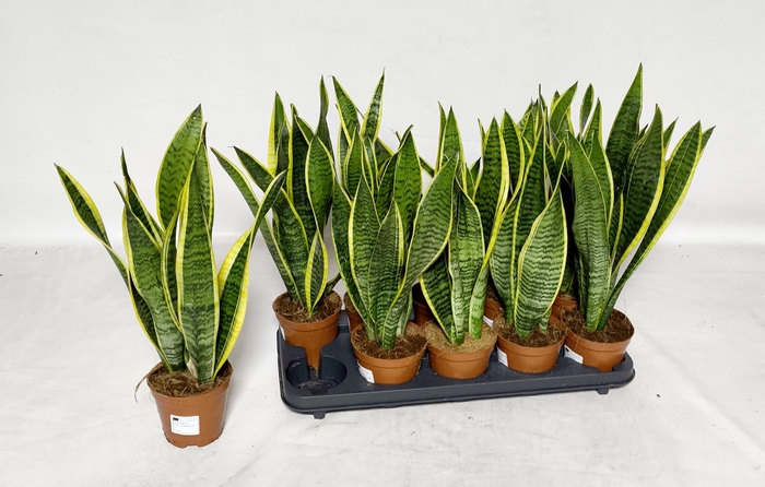 Sansevieria trifasciata Laurentii 12Ø 45cm