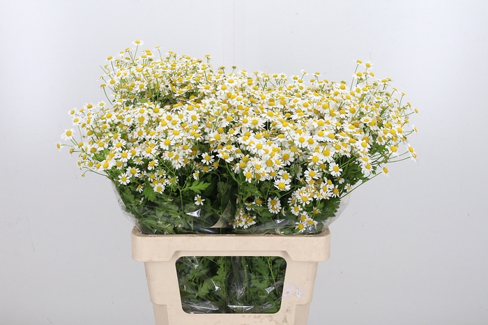 <h4>Tanacetum Pa Single Vegmo</h4>