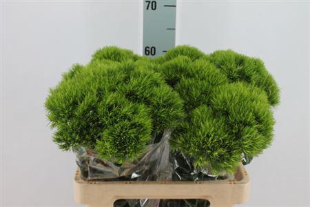 <h4>Di Barb Kiwi Mellow X40</h4>