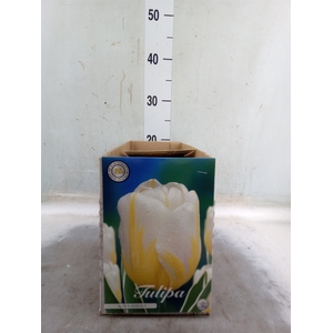Tulipa   ...flowerbulbs