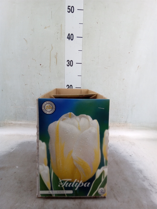 <h4>Tulipa   ...flowerbulbs</h4>