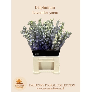 DELPH EL MAGIC FOUNTAINS LAVENDER