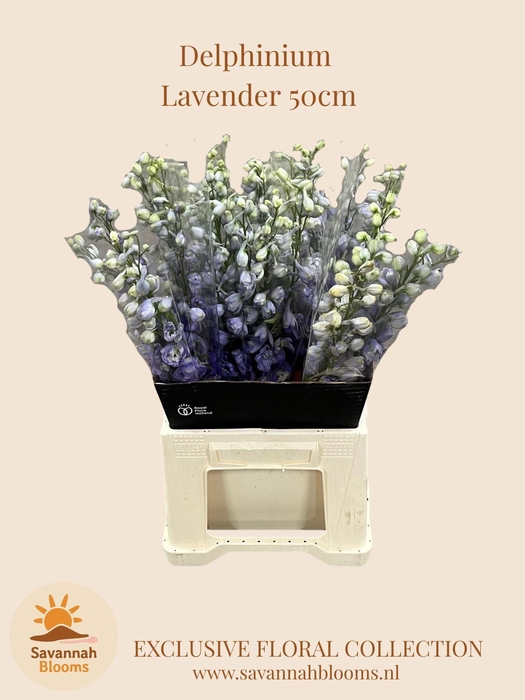 <h4>DELPH EL MAGIC FOUNTAINS LAVENDER</h4>