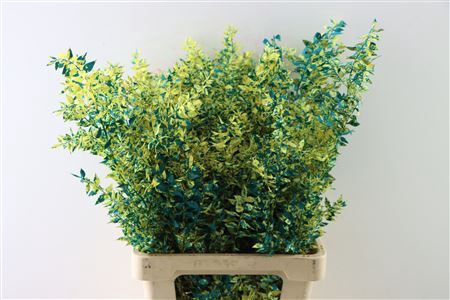 <h4>Pres Artz Ruscus Van Gogh P Stem</h4>