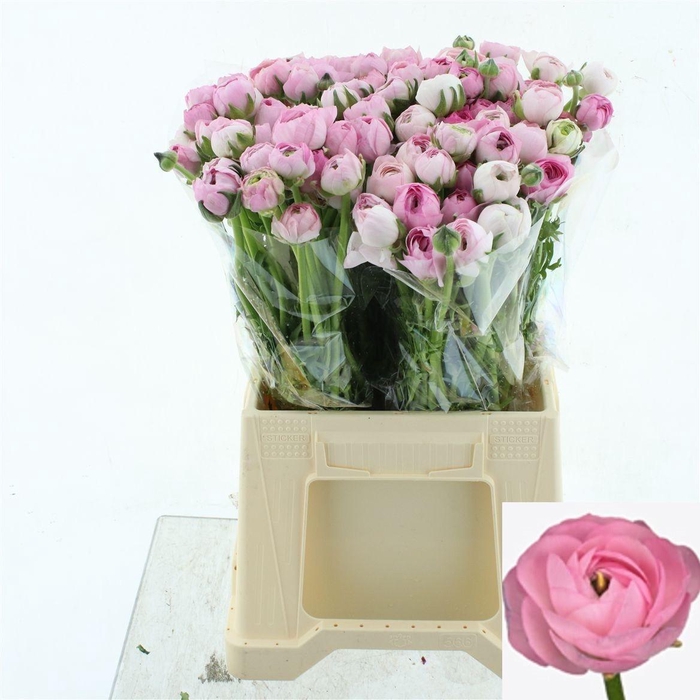 <h4>RAN AM MARSHMALLOW</h4>