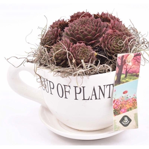 Keramiek K&S cup of plant 9-12cm