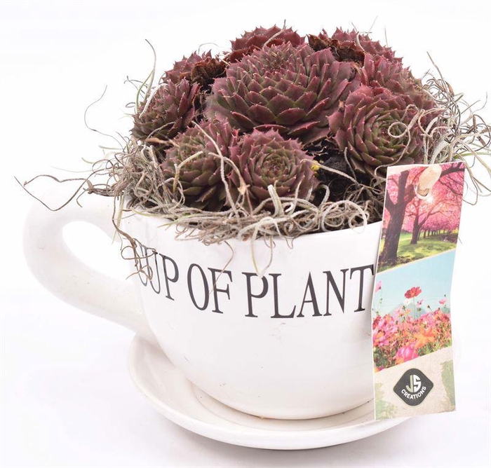 <h4>Keramiek K&S cup of plant 9-12cm</h4>