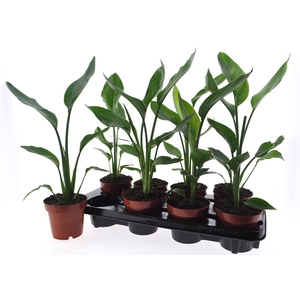 STRELITZIA REGINAE