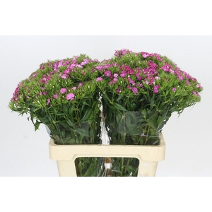 Dianthus Br Amazon Neon Purple