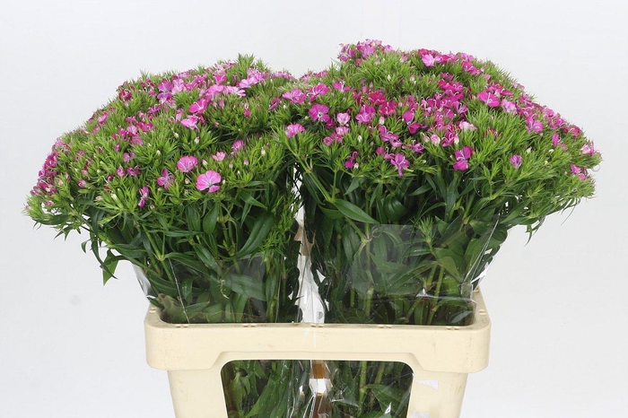 <h4>Dianthus Br Amazon Rose Magic</h4>