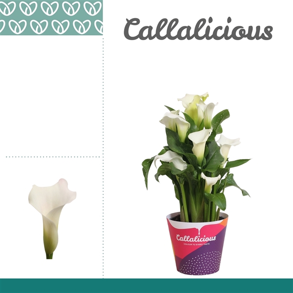 <h4>Zantedeschia Wit in Potcover</h4>
