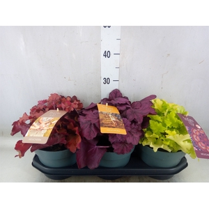 Heuchera  'Indian Summer'   ...mix