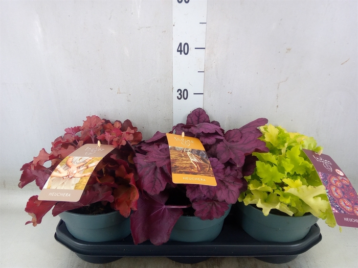 <h4>Heuchera  'Indian Summer'   ...mix</h4>