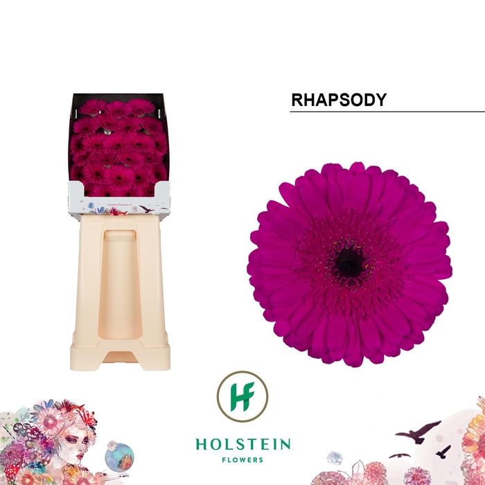 <h4>Ge Mi Rhapsody</h4>