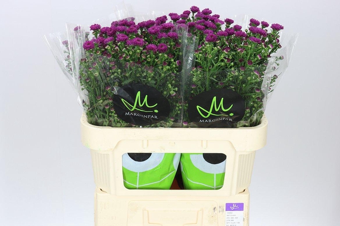 <h4>Aster Flash</h4>