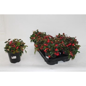 GAULTH PROCUMBENS
