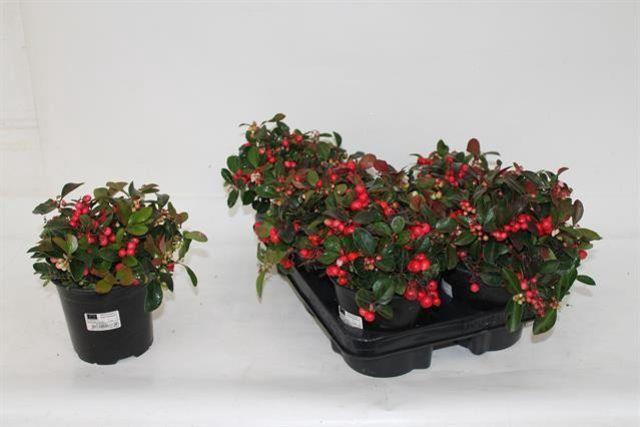 GAULTH PROCUMBENS