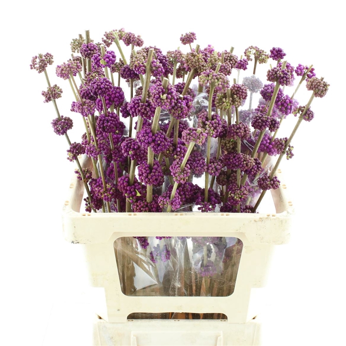 <h4>Callicarpa Giraldii</h4>