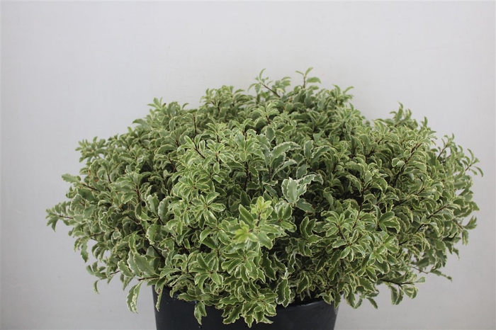 <h4>Pitto Nigra 150gr P Bunch</h4>