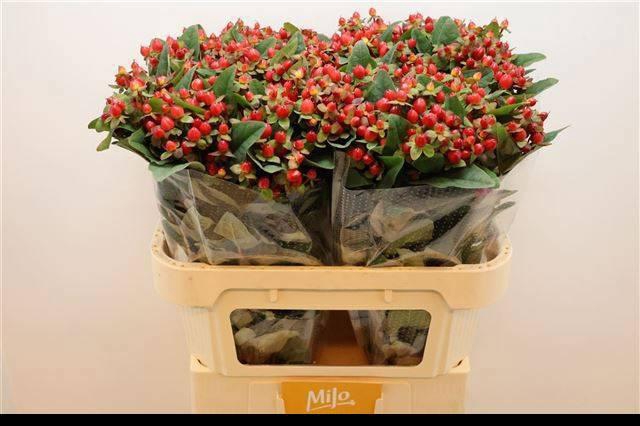 <h4>HYP MAG TRIUMPH</h4>