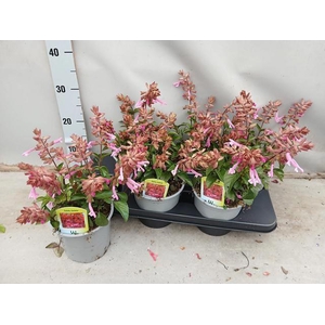 SALVIA LOVE AND WISH