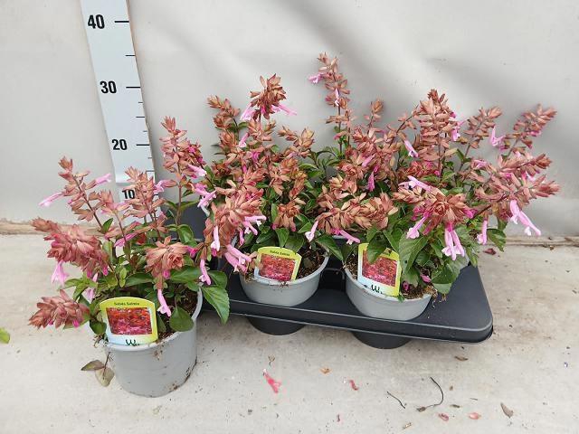 <h4>SALVIA LOVE AND WISH</h4>
