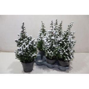 Cham Th Top Point + Snow