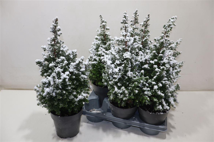 <h4>Cham Th Top Point + Snow</h4>