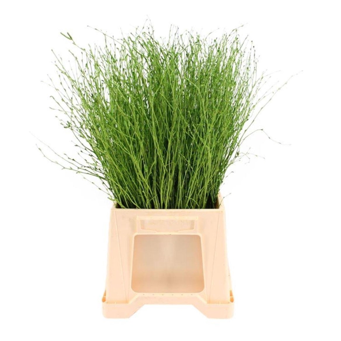 <h4>Birch 70cm Apple Green</h4>