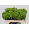 Dianthus Br Kiwi Mellow