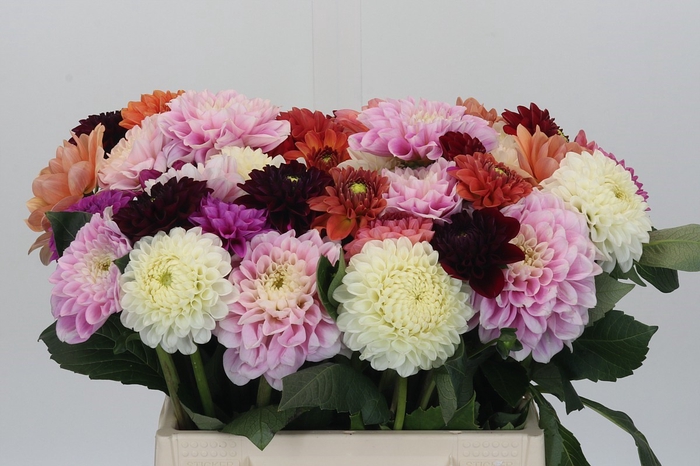 <h4>Dahlia Gemengd in bos</h4>